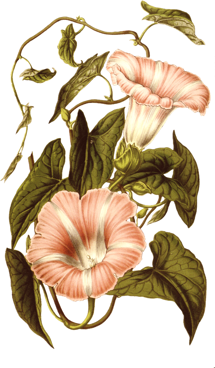 Floral Plant Illustration